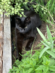 A thread for older cats 10+