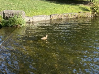 Come and tell me your dull and unexciting news 26: Calmly through the day 