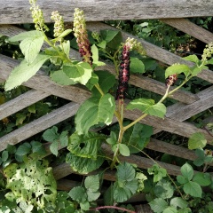 Do you recognise this plant?