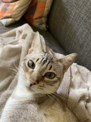 Cat scratching his face to bits