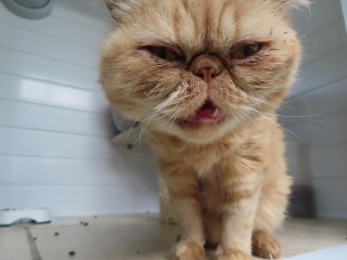 Please can I see your orange cats?