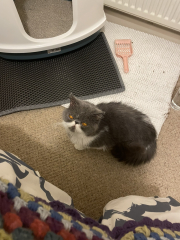 Potential new inmate at Toddler Towers.