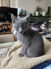 New kitten arrived