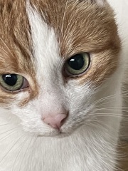 Please can I see your orange cats?