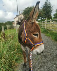 Does Anyone Own A Donkey?
