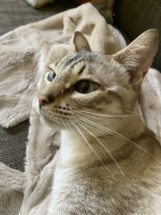 Cat scratching his face to bits
