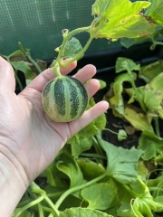 Melons....anyone had success before, and what do I do now!
