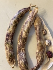 Freezing climbing French beans