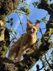 Please can I see your orange cats?