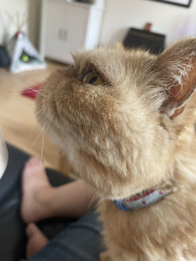 Please can I see your orange cats?