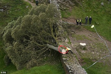 Sycamore Gap - tree has been felled!