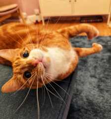 Please can I see your orange cats?