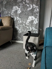 This wallpaper for my living room?