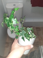 Why isnt my ivy growing?