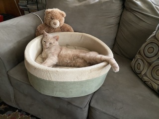 Cat pics to distract me