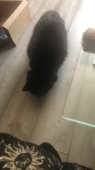 Further Adventures of the Excellent Cats