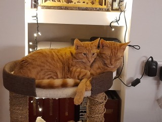 Please can I see your orange cats?