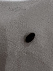 Help! Is this a bed bug or some other insect??