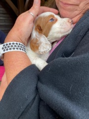 Name my puppy