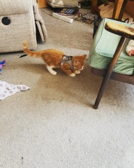 Kitten harness- yes or no ?