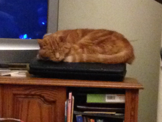 Please can I see your orange cats?