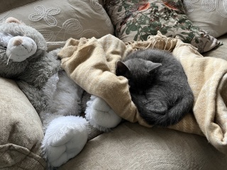 Very anxious new kittens