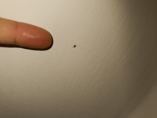 Are these mites or spiders? Do I need to hire a pest control services?