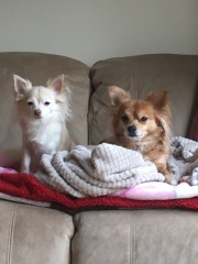 Any dog lovers here?
