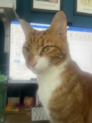 Please can I see your orange cats?