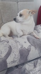 To start a positive dog thread