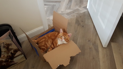 Please can I see your orange cats?