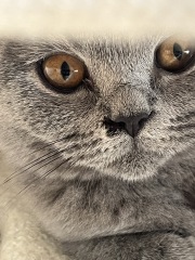 Odd scab next to my kittens nose