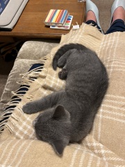 New kitten arrived