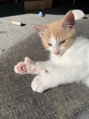 Boy cat names that go with Scout?