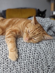 Please can I see your orange cats?