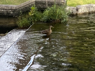 Come and tell me your dull and unexciting news 26: Calmly through the day 