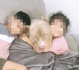 Bull breeds 'Nanny Dog' myth