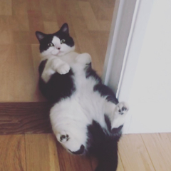Cat pics to distract me