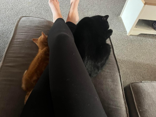 introducing new cats