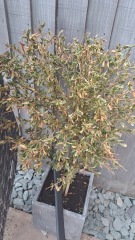 Sun scorched plants beyond saving?