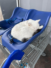 To enter the supermarket with my cat in the carrier