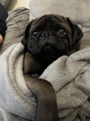 Any dog lovers here?