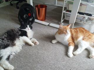 Please can I see your orange cats?