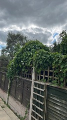 Is this Japanese Knotweed?