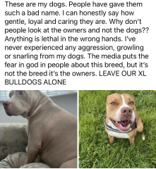 American Bully XL to be banned by end of year