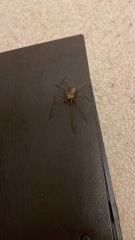 Just wanted to show off this bad boy (don't look if you don't like spiders)