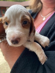 Name my puppy