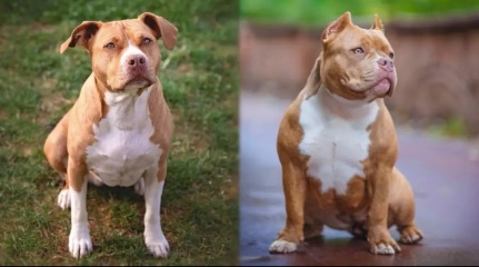 To think this just sums up XL Bully owners?
