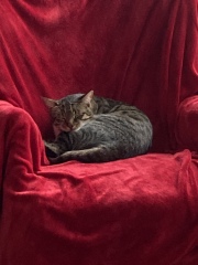 Cat pics to distract me