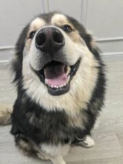 To start a positive dog thread